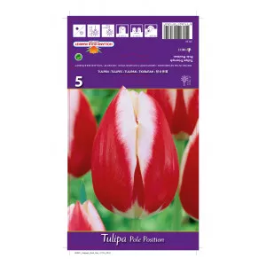 Triumph tulipán Pole Position