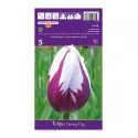 Triumph tulipán Flaming Flag