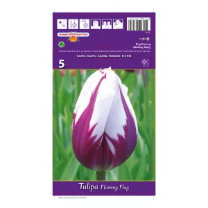 Triumph tulipán Flaming Flag