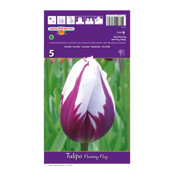 Triumph tulipán Flaming Flag