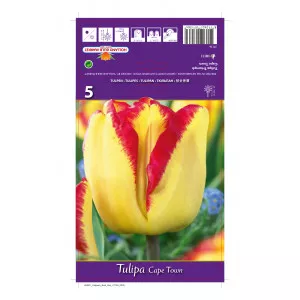 Tulipán Cape Town