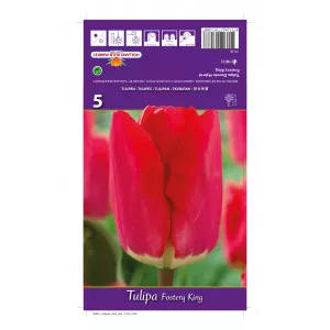 Darwin tulipán Fostery King