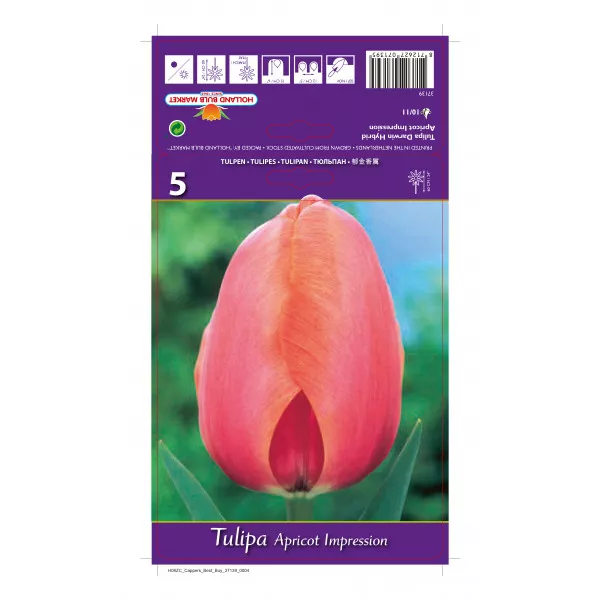 Darwin tulipán Apricot Impression