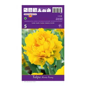 Teltvirágú tulipán Monte Peony