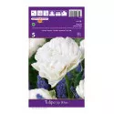 Teltvirágú tulipán Up White