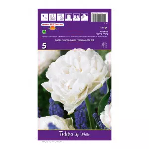 Teltvirágú tulipán Up White