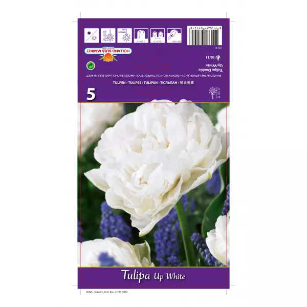 Teltvirágú tulipán Up White