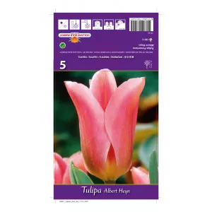 Fosteriana tulipán Albert Heyn