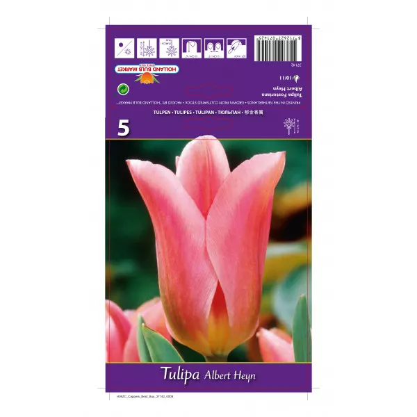 Fosteriana tulipán Albert Heyn