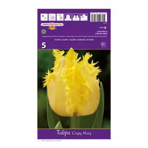 Rojtos tulipán Crispy Mary