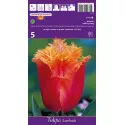 Rojtos tulipán Lambada