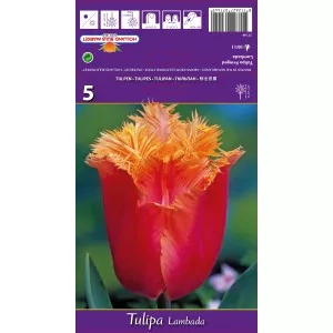 Rojtos tulipán Lambada