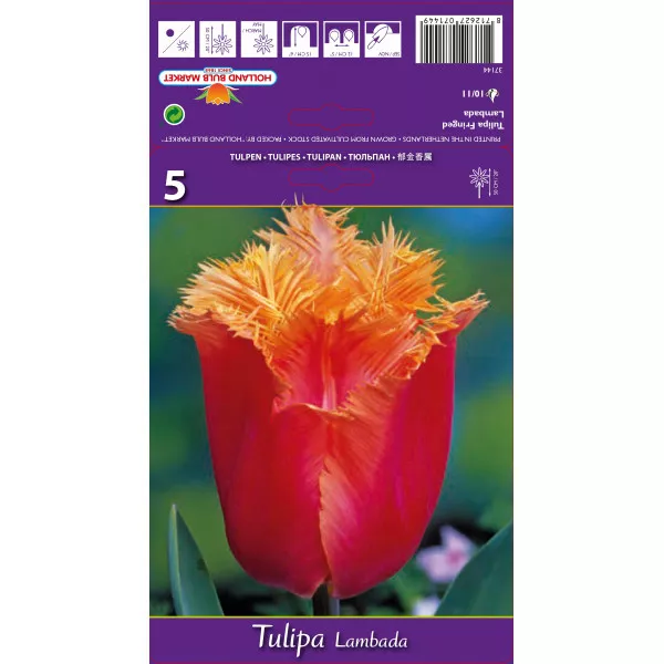 Rojtos tulipán Lambada