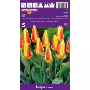 Kaufmanniana tulipán Corona
