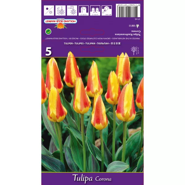 Kaufmanniana tulipán Corona