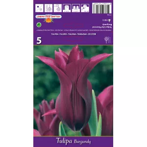 Liliomvirágú tulipán Burgundy