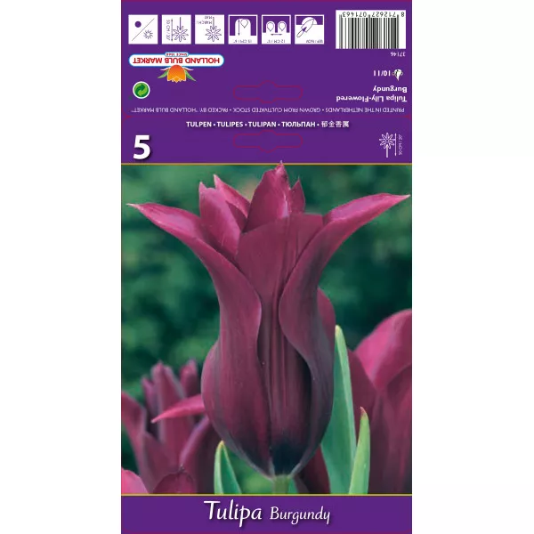 Liliomvirágú tulipán Burgundy