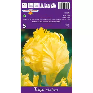 Papagáj tulipán Yoko Parrot