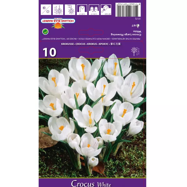 Nagyvirágú fehér krókusz