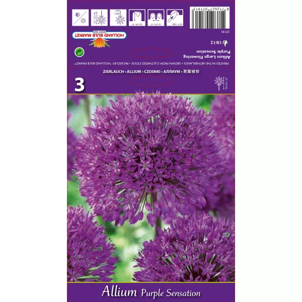Díszhagyma Purple Sensation