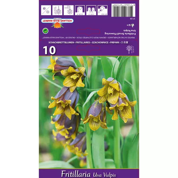 Császárliliom (Fritillaria) Uva vulpis