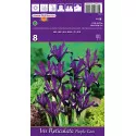 Törpe nőszirom Purple Gem