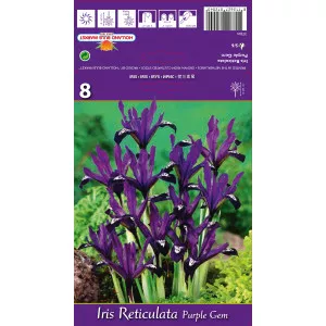 Törpe nőszirom Purple Gem