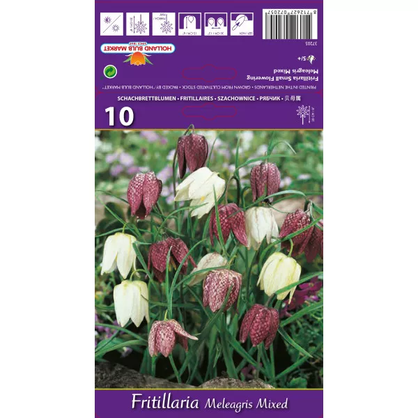 Császárliliom (Fritillaria) Meleagris színkeverék