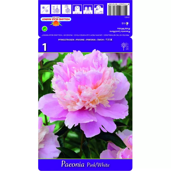 Rózsaszín-fehér bazsarózsa