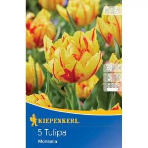 Tulipán Monsella
