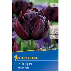 Tulipán Black Hero