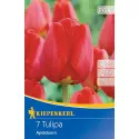 Tulipán Apeldoorn