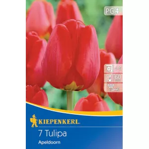 Tulipán Apeldoorn