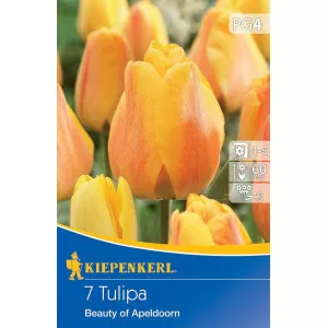 Tulipán Beauty of Apeldoorn