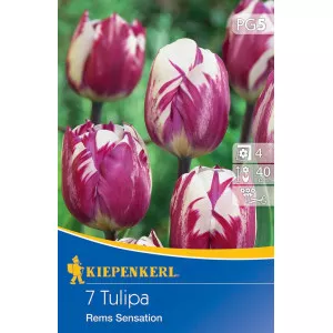 Tulipán Rems Sensation