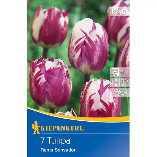 Tulipán Rems Sensation