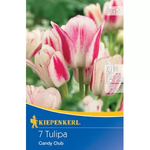 Tulipán Candy CLub