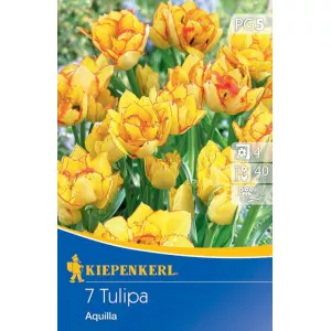 Tulipán Aquilla