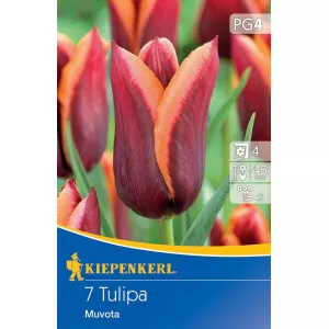 Tulipán Muvota