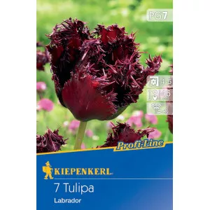 Tulipán Labrador