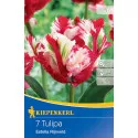 Tulipán Estella Rijnveld