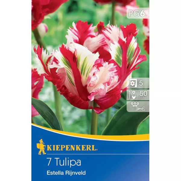 Tulipán Estella Rijnveld
