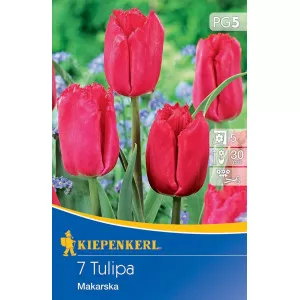 Tulipán Makarska