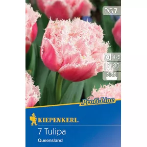 Tulipán Queensland