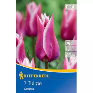 Tulipán Claudia