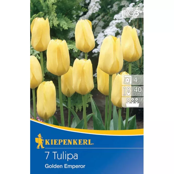 Tulipán Golden Emperor
