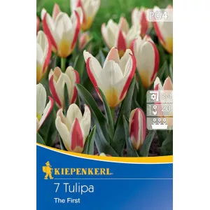 Tulipán The First