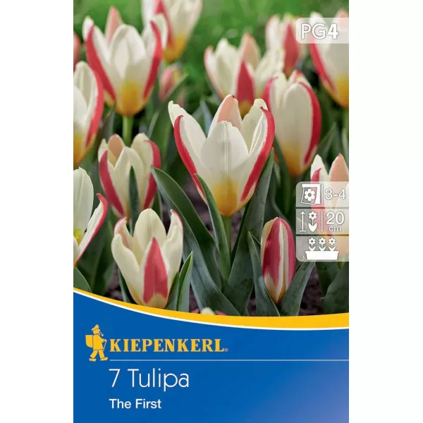 Tulipán The First