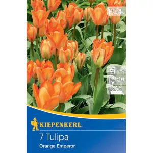 Tulipán Orange Emperor