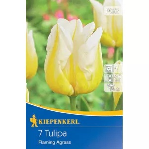 Tulipán Flaming Agrass